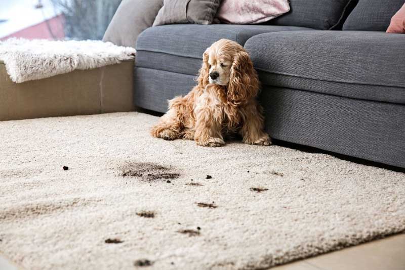 Nettoyage de tapis - Galerie du Château Tapis d’Orient & Restauration à Brest intervention en Bretagne : Dépoussiérage, déssablage et nettoyage de tapis et tapisseries anciens. Rénovation de tapis après les dégâts des animaux, mites ...  Galerie du Château Tapis d’Orient & Restauration à Brest